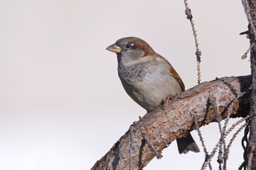 Haussperling im Winter