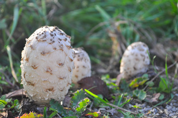 Group of three Shaggy Ink Caps (Coprinus comatus). Shaggy ink mushroom on roadside