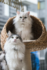 A Norweigan forest cat and a chinchilla persian cat sitting on a cat bed
