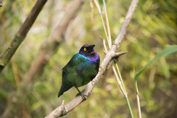 Purple glossy starling in a nature reserve