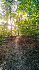 Chemin en forêt de Fontainebleau en automne