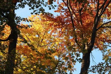 Feuillage automnal en forêt de Fontainebleau