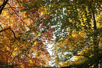 Feuillage automnal en forêt de Fontainebleau