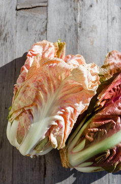 Italian pink leaf chicory radicchio