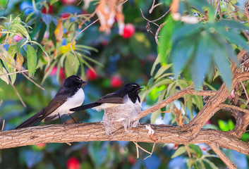 Willy Wagtail parents nesting on a branch