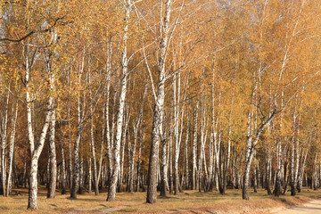 beautiful scene in yellow autumn birch forest in october with fallen yellow autumn leaves