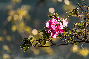 flor iluminada pelo sol na floresta