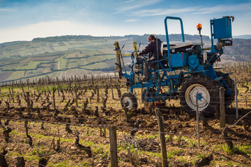 Fototapeta premium viticulteur sur son tracteur
