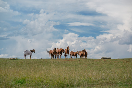 group of horses, one is covered
