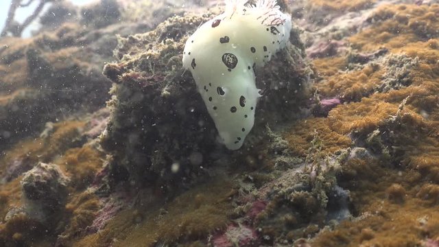 Dotted nudibranch (Jorunna funebris)