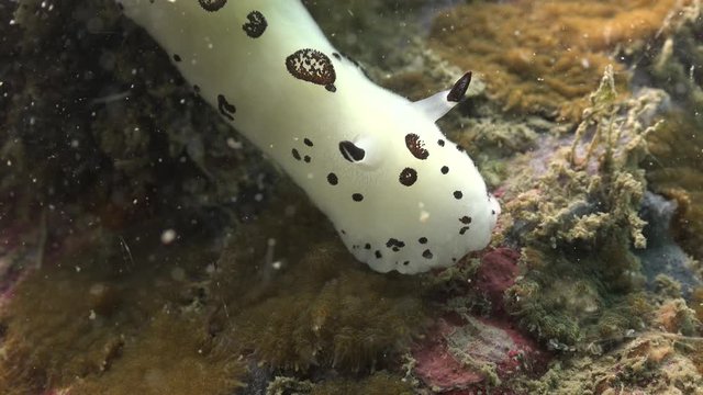 Dotted nudibranch (Jorunna funebris) feeding 