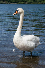 Close up of a mute swan on a lake in Llanberis, Wales