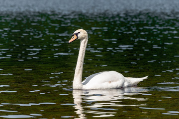 Close up of a mute swan on a lake in Llanberis, Wales