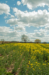Canola crops in a springtime field.