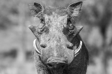 Warthog close-up