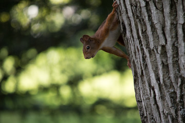 Eichhörnchen