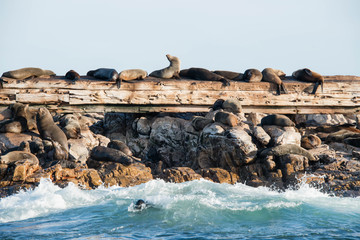 Cape fur seals on a shipwreck on Geyser Rock near Gansbaai, South Africa