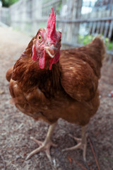 Single hen in the farm