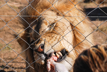 Male lion being fed in a zoo