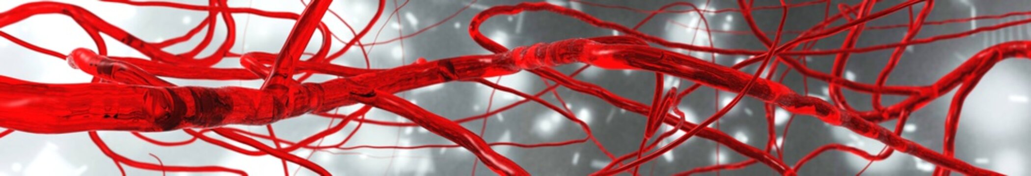 Blood vessels, circulatory system, arteries and veins, banner
