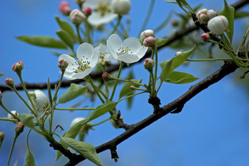 SONY DSC
