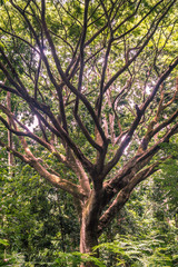 huge tree with many branches surrounded by dense green vegetation