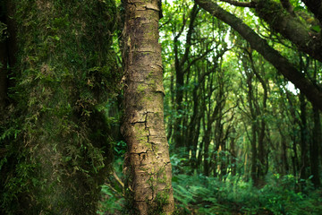 Fototapeta premium Cracked skin tree in the jungle