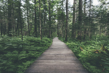 wooden footpath through the forest