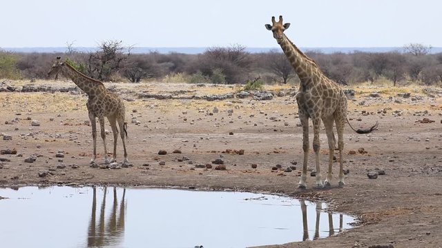 Giraffen am Wasserloch, Etosha Nationalpark