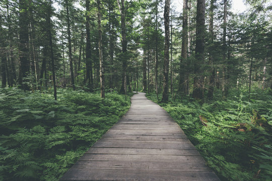 wooden footpath through the forest