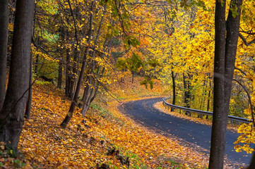 The road surrounded by golden autumn.