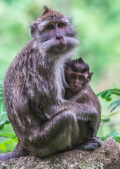 macaque monkey mother hold  and breastfeeding the baby