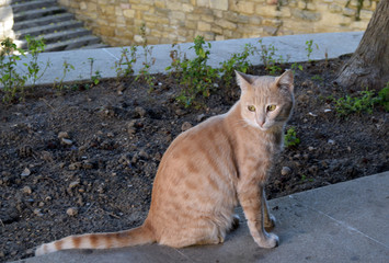 Fototapeta premium Cat on a street