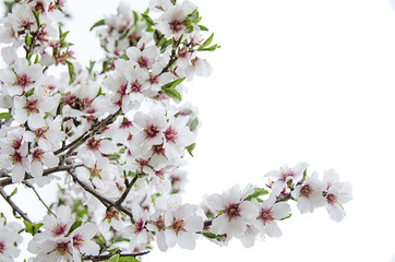 flor del almendro en árbol aislada