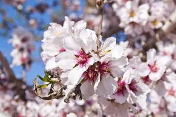 flores en el árbol de la cereza