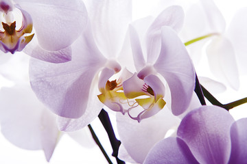 Obrazy na Szkle  orquídea aislada