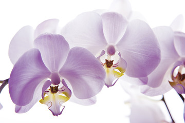 orquídea aislada