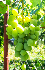 bunch of grapes