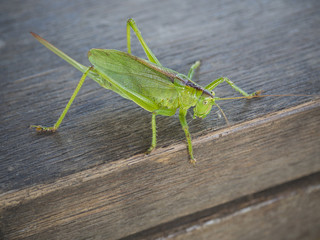 macro close up big green locust grasshopper on wooden table