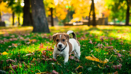 Сute little brown-white puppy on a walk in the park in golden autumn. conception:great friendship human with dog.