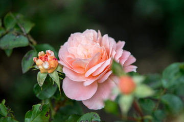 Pink rose flower