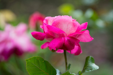 Obraz premium Pink rose flower