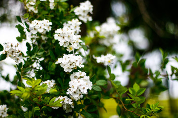 wild roses 
