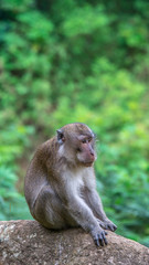 macaque monkey sitting on the rock with blurred green vegetation as the background