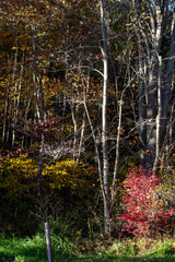 Fall Forest