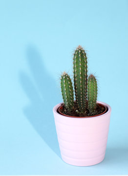 Cactus in a pink pot on a blue background