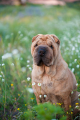 dog breed Shar Pei in colors