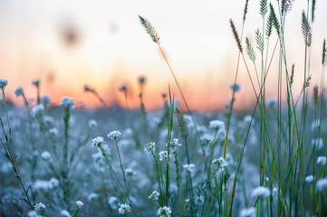 flowers at sunset