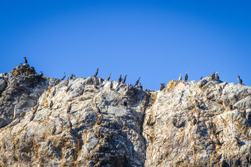 Cormorants on a cliff in Kaikoura Bay