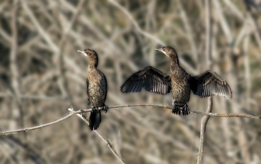 Pygmy Cormorant